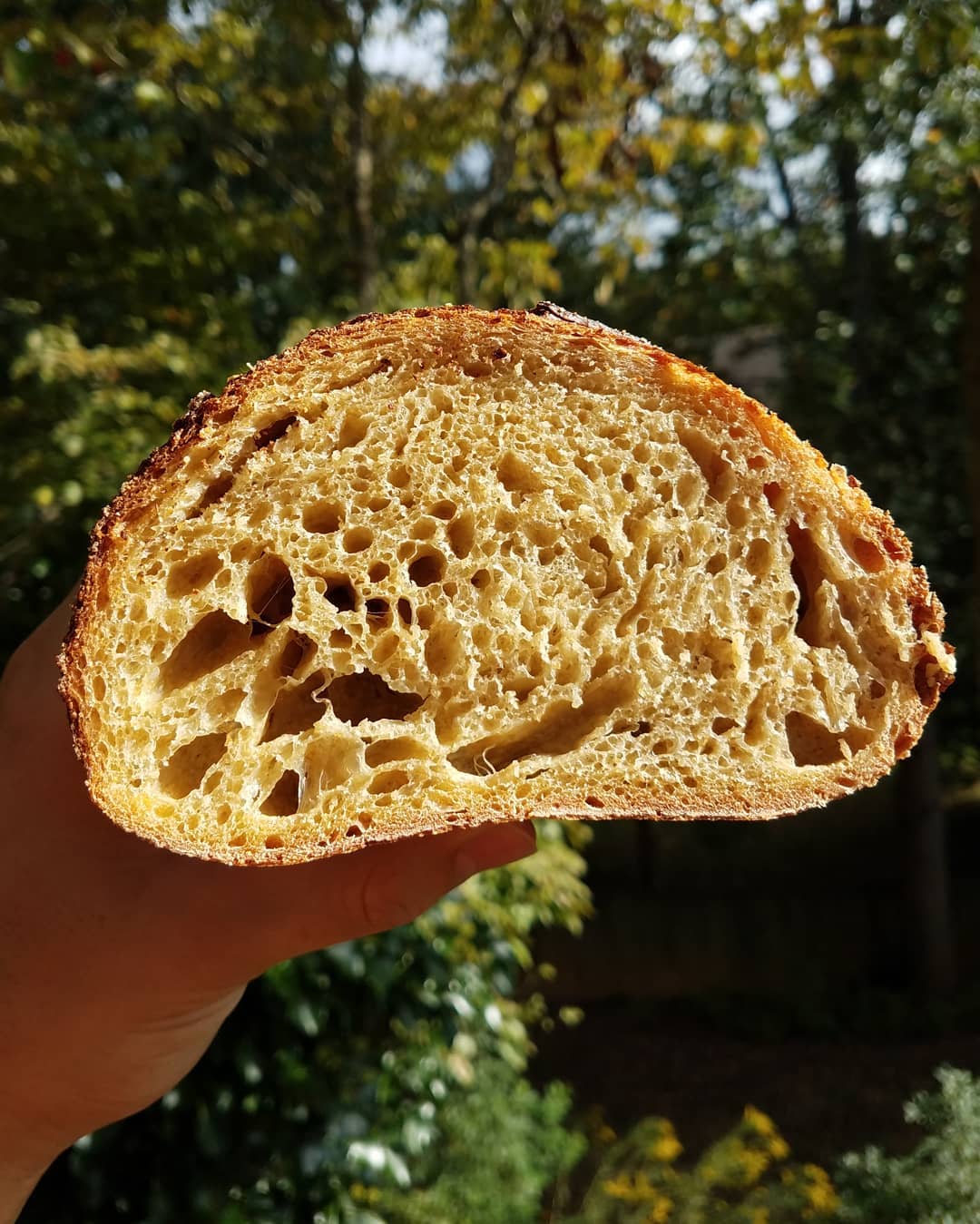 Beet Bread Crumb. Naturally Leavened.
